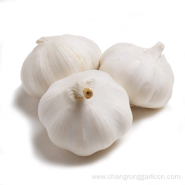Garlic Farm Supply White Garlic Price